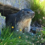 Une marmotte un peu moins farouche Une marmotte un peu moins farouche